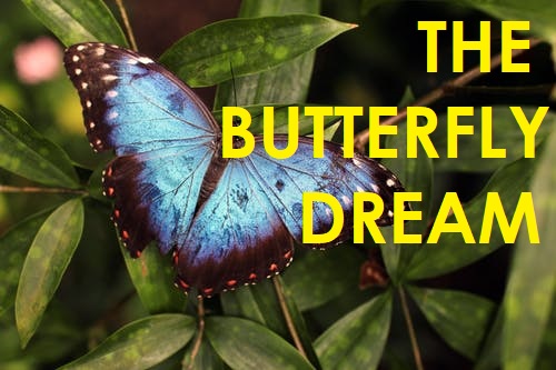 the butterfly dream